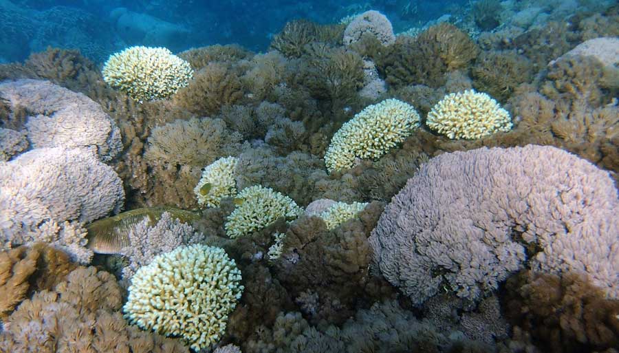 Snorkeling Gili Kondo