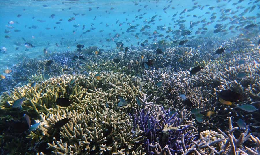 Snorkeling Gili Kondo