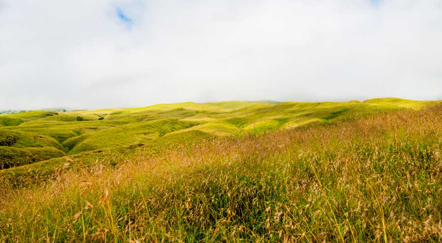 The savanna grass tall at Sembalun Lawang altitude 1200m of Mount Rinjani