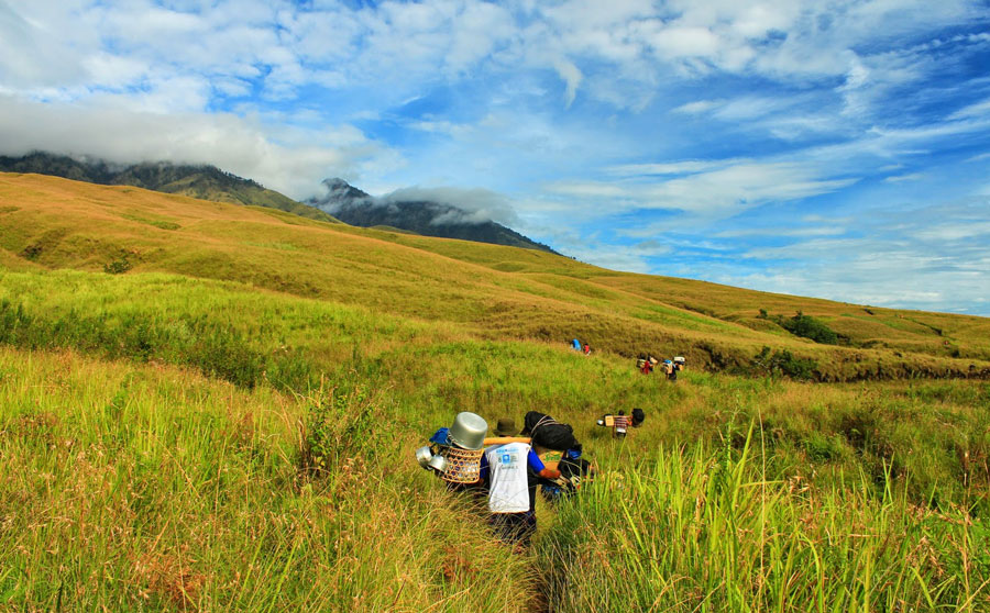 The savanna grass tall an altitude 1150m at Sembalun Lawang Village