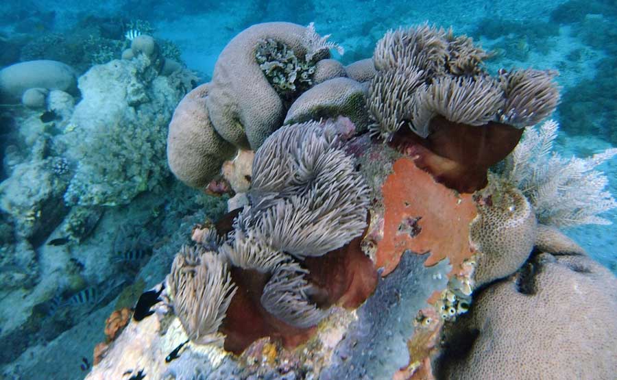 Terumbu Karang indah Gili Kondo